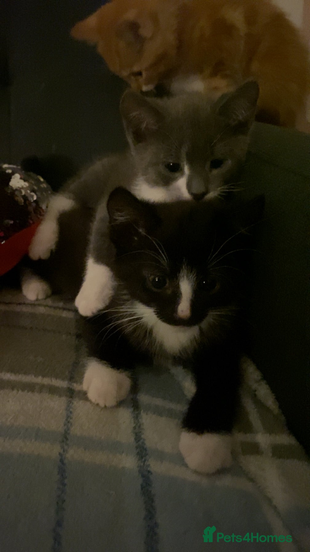Mixed Breed cats Ready for forever home 🩵🩷❤️🖤 - Advert 1