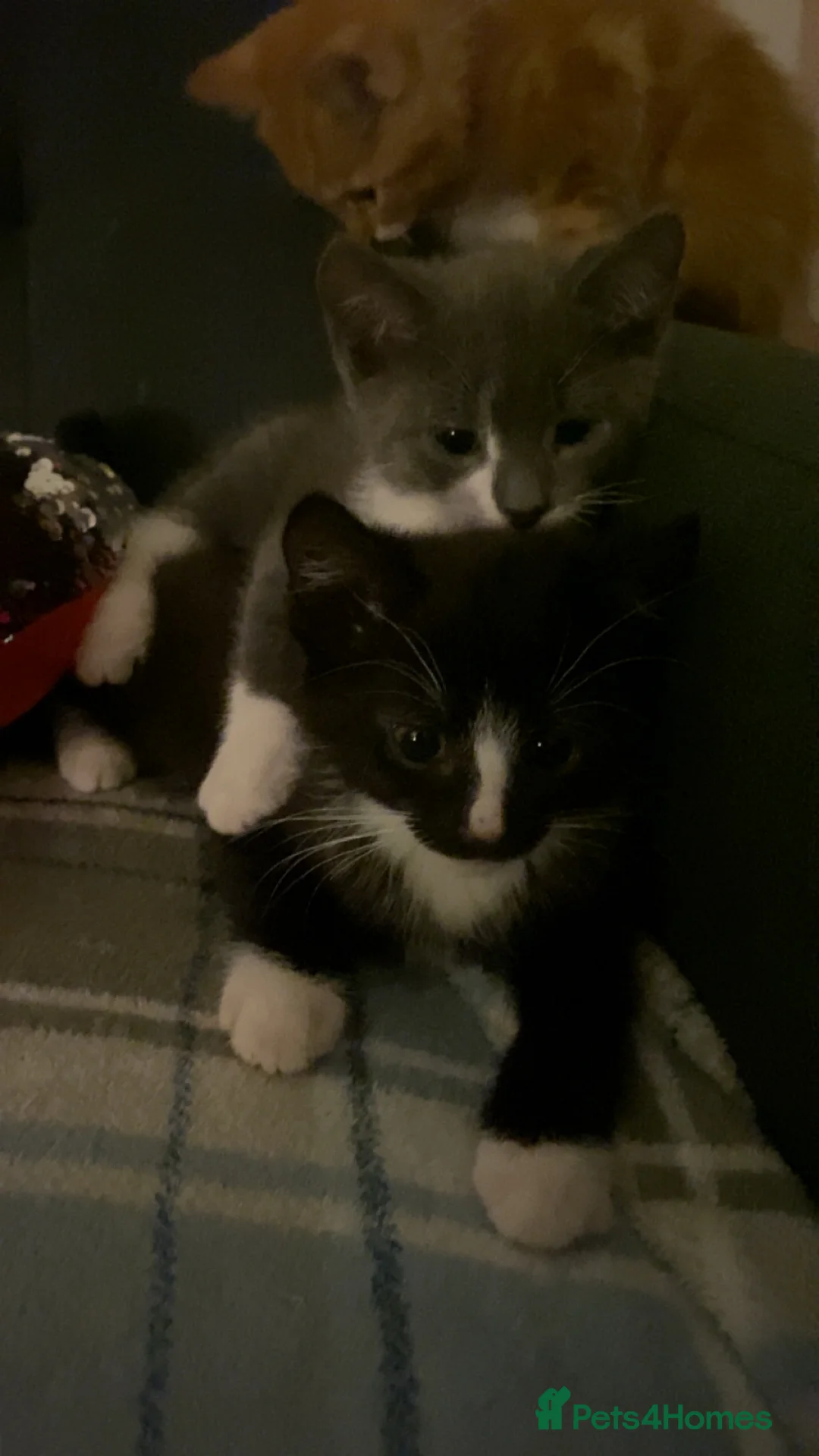 Mixed Breed cats for sale: Ready for forever home 🩵🩷❤️🖤 - Advert 1