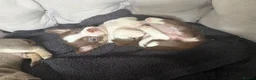 Chihuahua dogs for sale:  Beautiful Chihuahua Puppies  - Advert 9