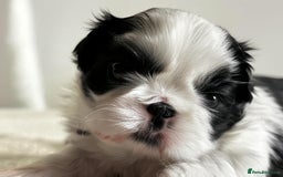 Shih Tzu dogs for sale: ♥️ Adorable Shih Tzu Puppies FoR sALe ♥️ - Image 8