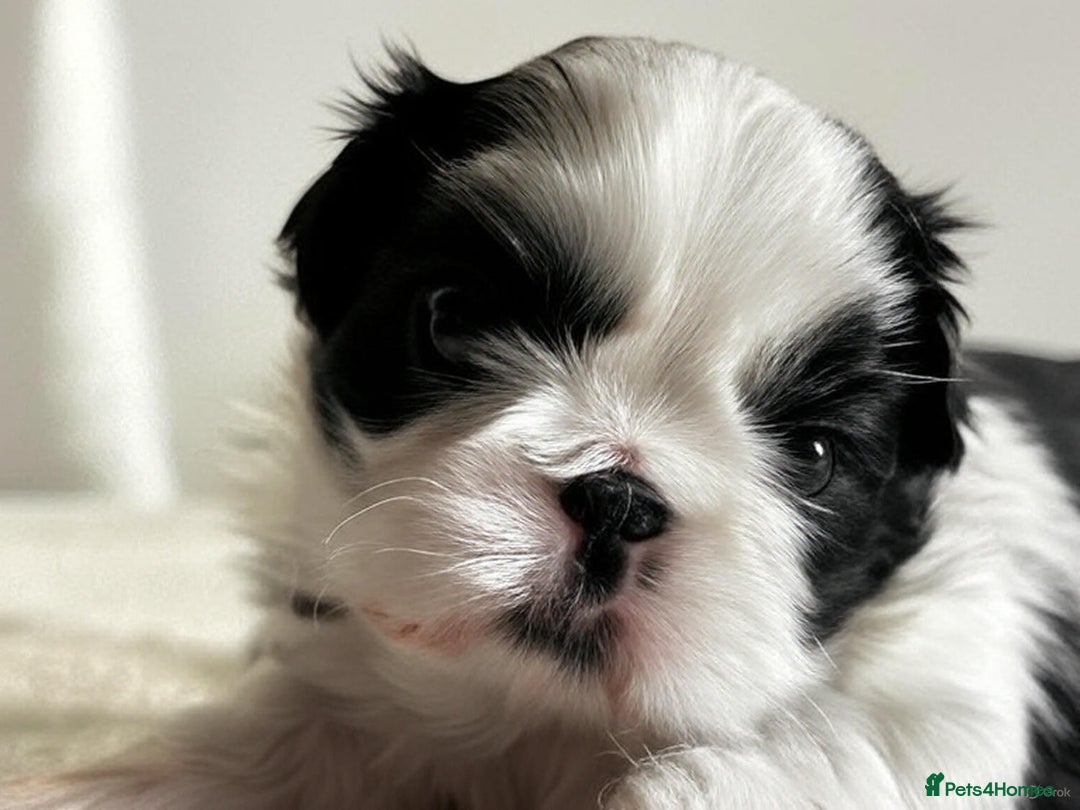 Shih Tzu dogs for sale: ♥️ Adorable Shih Tzu Puppies FoR sALe ♥️ - Image 8