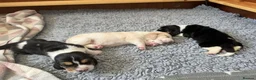 Basset Hound dogs for sale: Stunning KC Basset Hound Pups - Advert 5