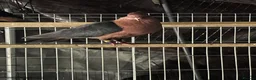 Pigeons birds for sale: Archangel pigeons for sale  - Advert 3
