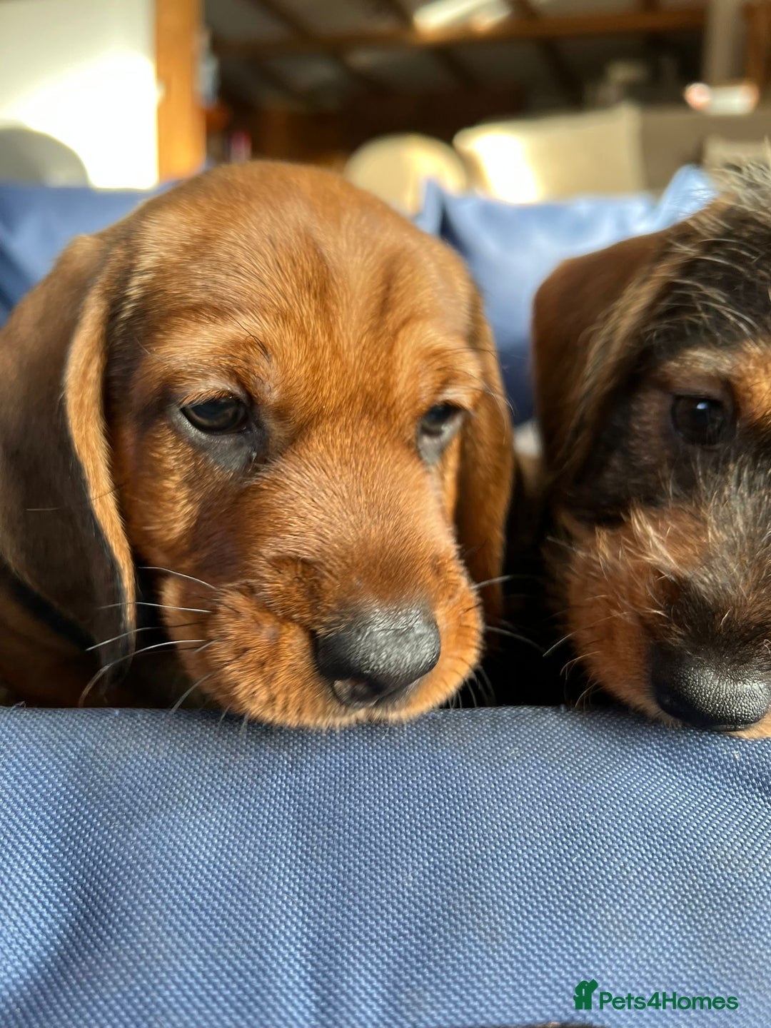 Dachshund dogs for sale: KC Standard Wirehaired Dachshund Puppies - Advert 10