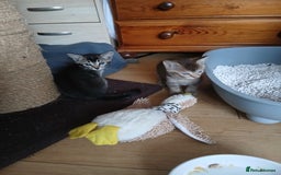 Oriental cats for sale: 4 girls 1 boy - Image 2