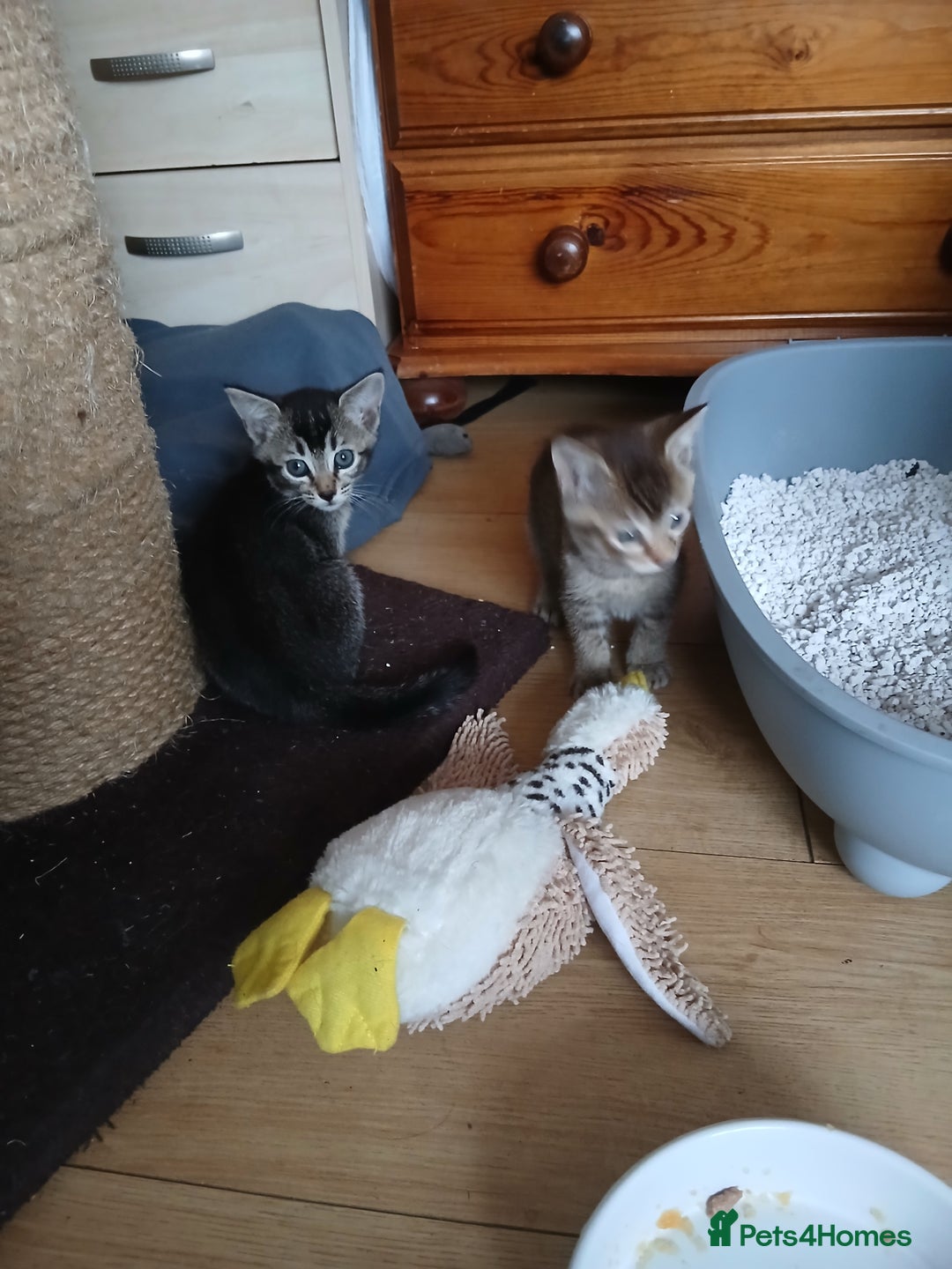 Oriental cats for sale: 4 girls 1 boy - Image 2