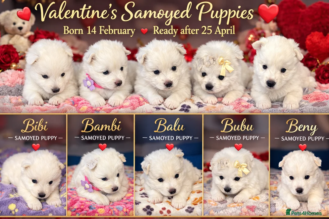 Samoyed dogs for sale:  ** s Samoyed puppies  in Inverness - Advert 2
