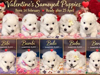 Samoyed dogs 🐾puppies are ready for new happy homes🐾 - Advert 1