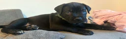 Mixed Breed dogs for sale: Cane corso mix puppies  - Advert 12