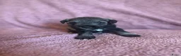 Miniature Schnauzer dogs for sale: Miniature schnauzer puppies  - Advert 26