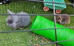 Mini Lion Lop rabbits for sale: Mini lop cross lionhead/mini lop - Image 10