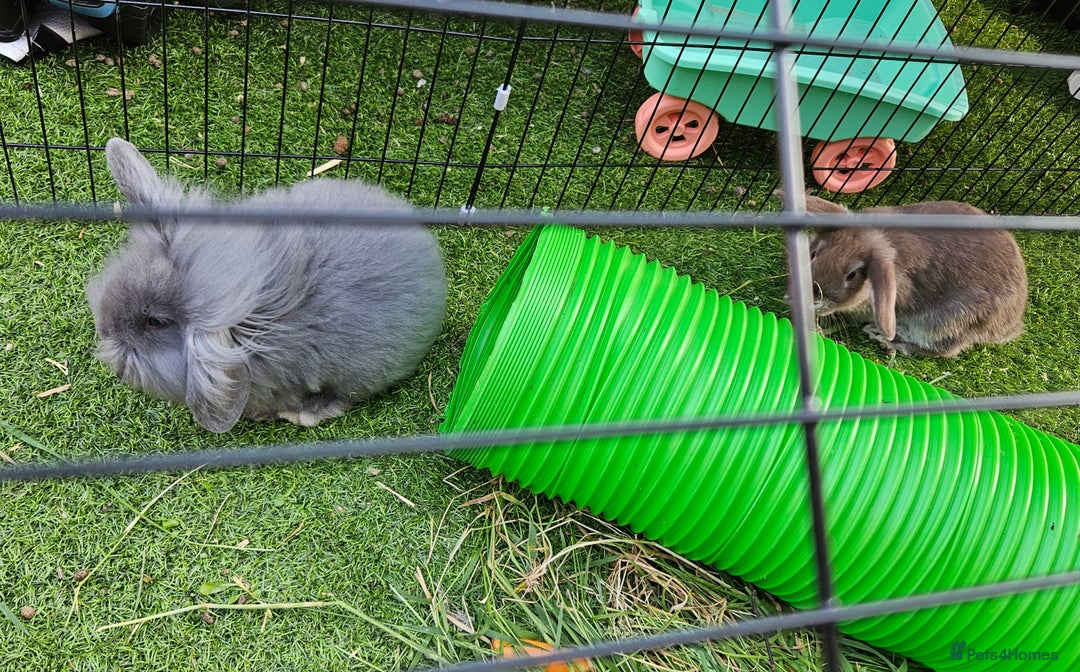 Mini Lion Lop rabbits for sale: Mini lop cross lionhead/mini lop - Image 10