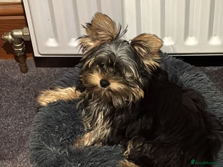 Yorkshire Terrier dogs - Advert 7