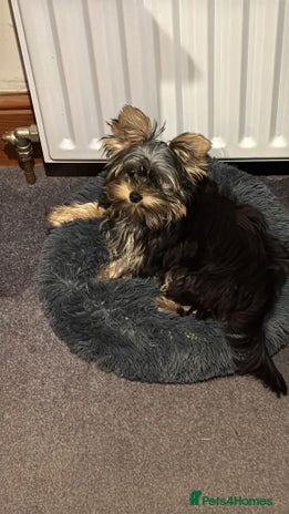 Yorkshire Terrier dogs - Advert 2