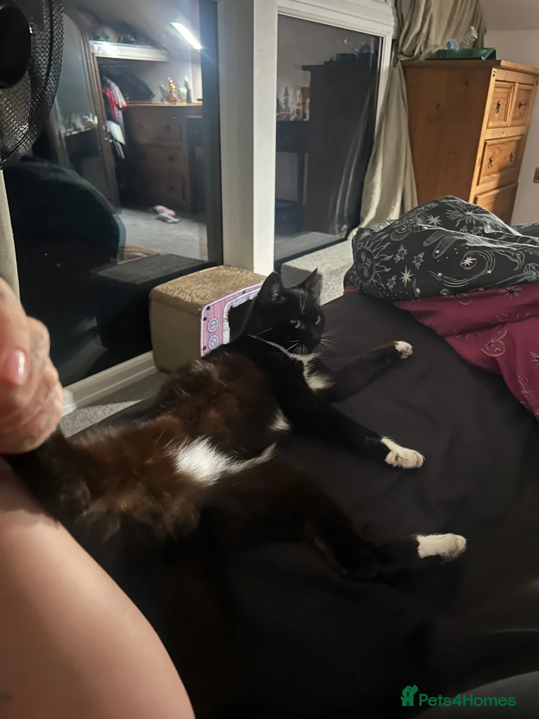 Domestic Shorthair cats for sale: Looking for a Loving Forever Home for Socks 🐾 in Maidstone - Advert 1