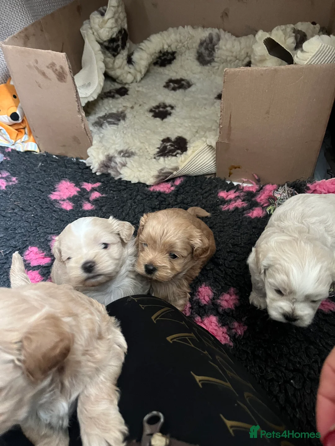 Shihpoo dogs for sale: Stunning Shih poo puppies  - Advert 11