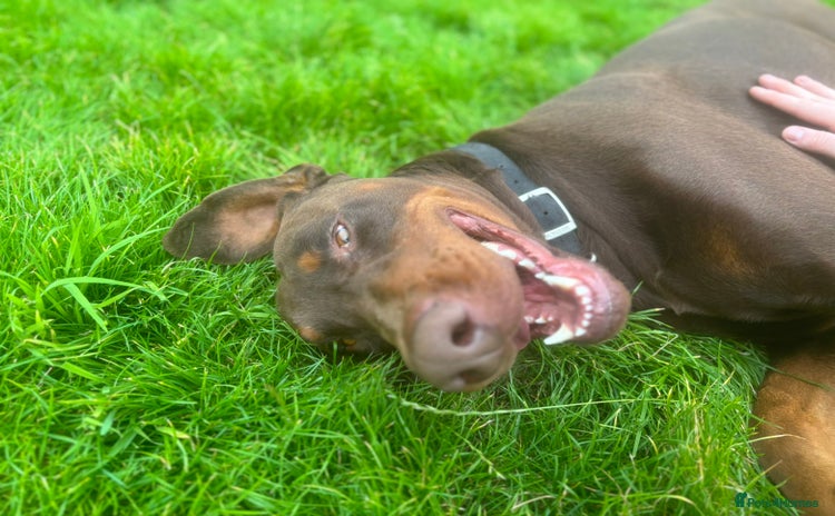 Dobermann dogs 4 year old doberman looking for forever home - Advert 1