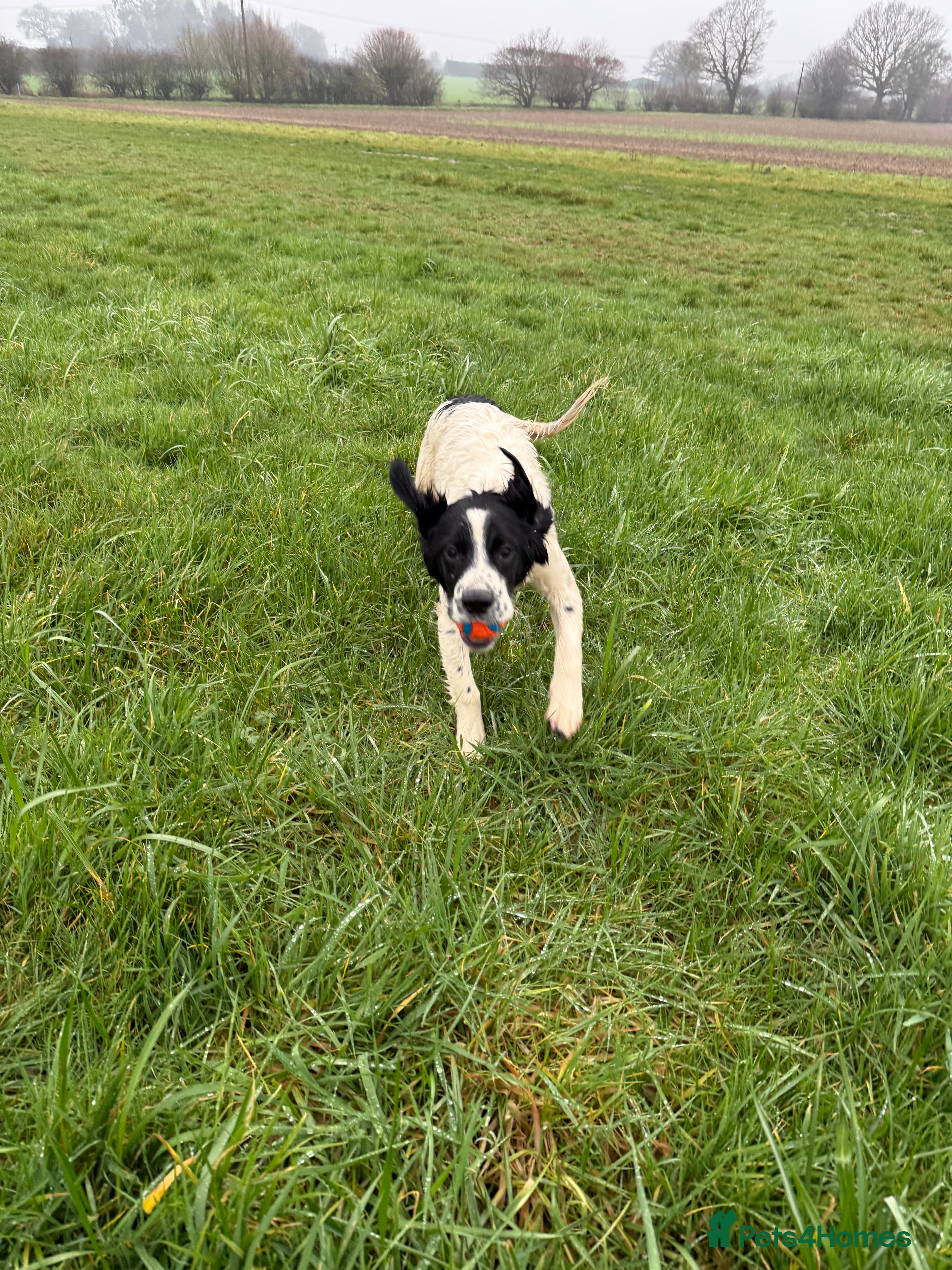 English Springer Spaniel dogs ENGLISH SPRINGER SPANIEL  - Advert 5