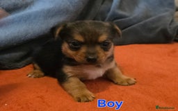 Mixed Breed dogs for sale: Stunning JR x Border Terrier pups - Image 2