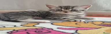 Muffin