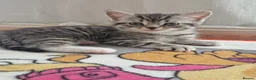 Mixed Breed cats for sale: 3 beautiful kittens in Warrington - Advert 4