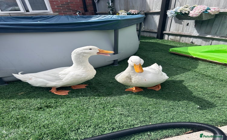 Ducks poultry - Advert 1
