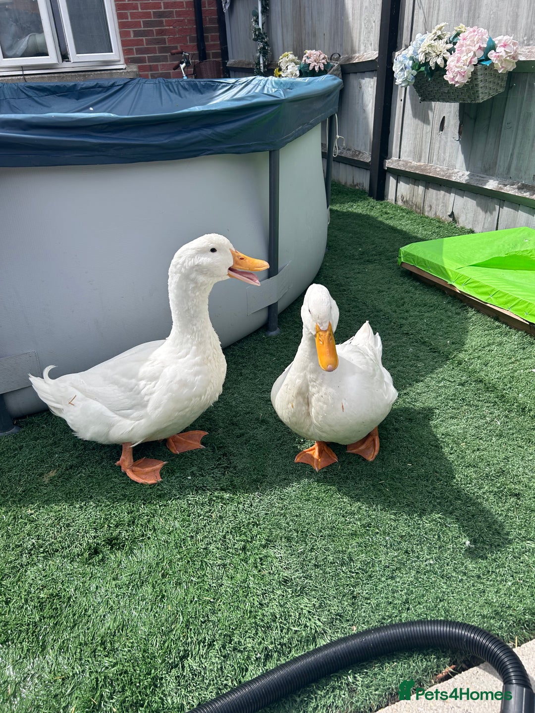 Ducks poultry for sale: Male duck  - Image 1