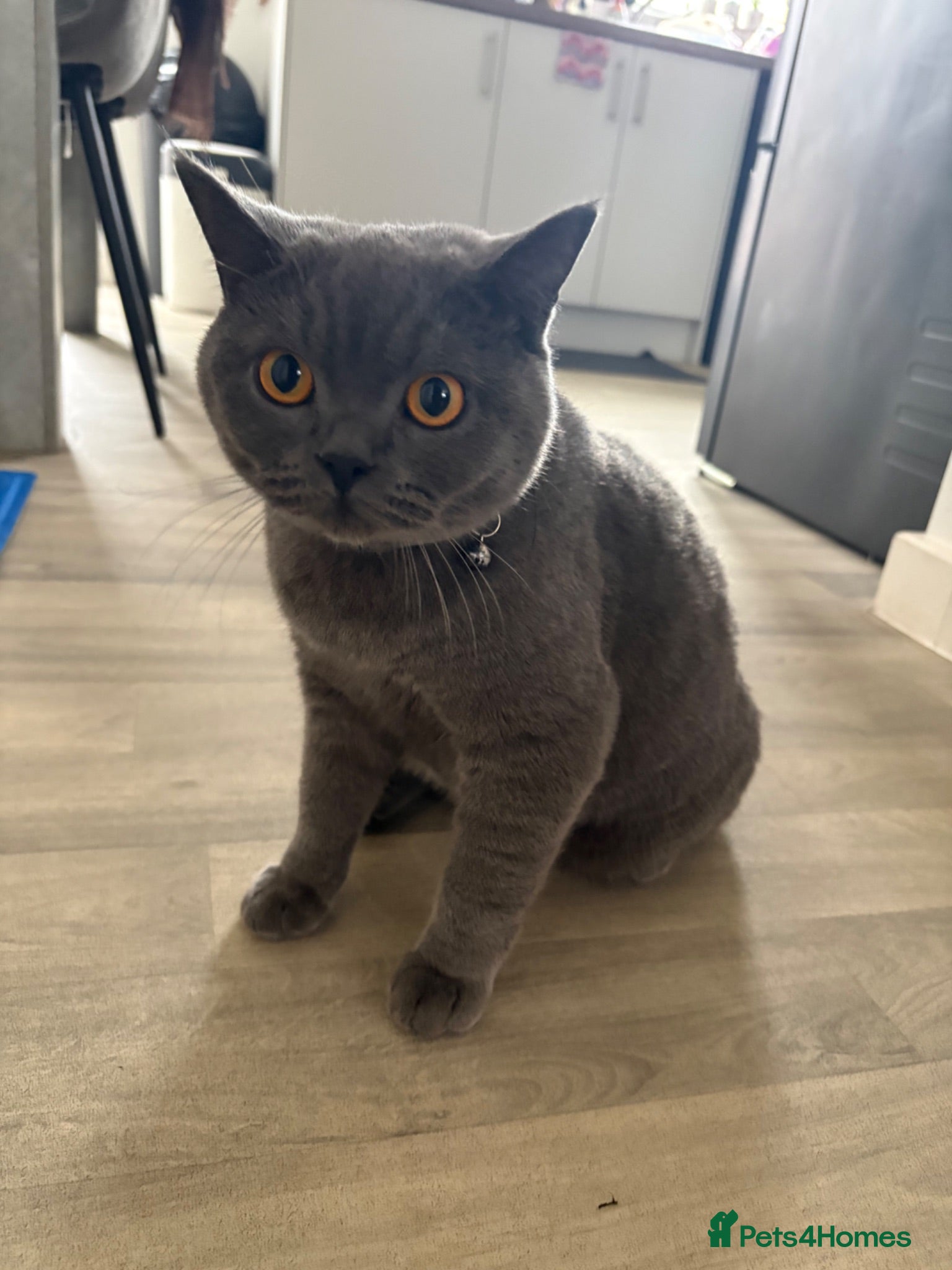 British Shorthair cats Bsh blue for sale - Advert 1