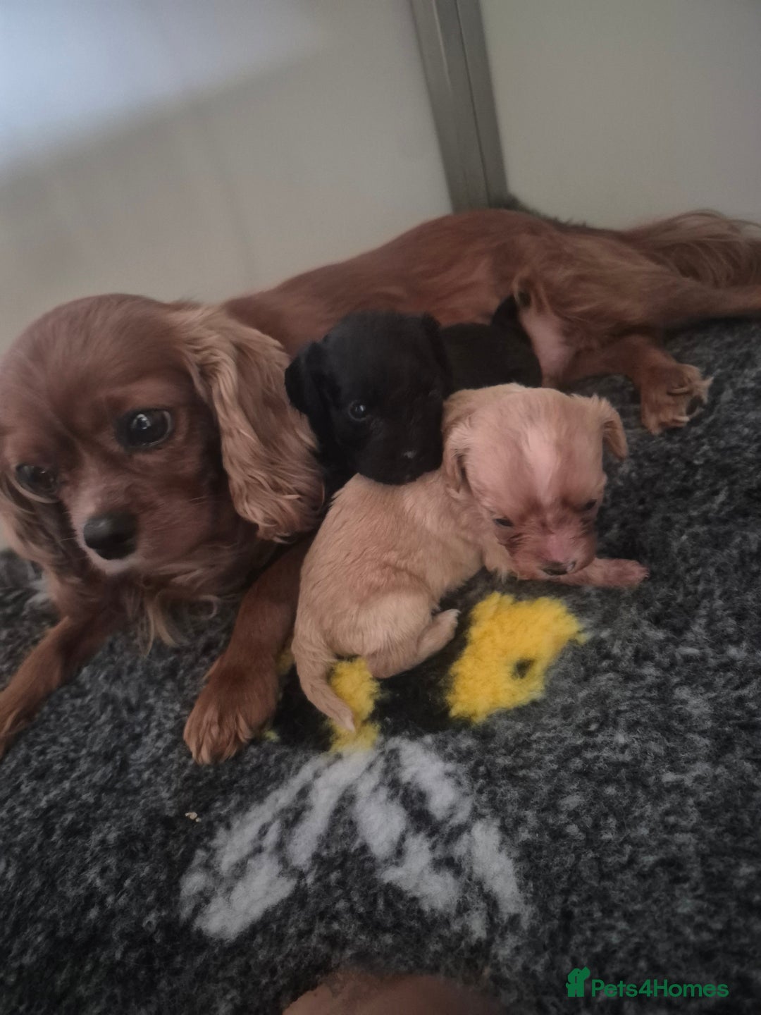 Cavapoo dogs for sale: Cavapoo babies - ready end nov - Image 11