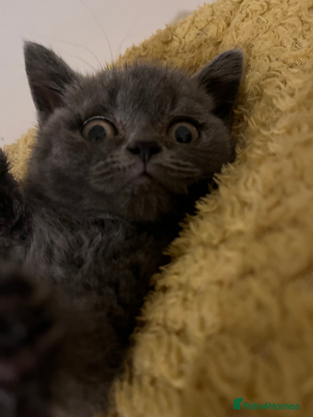 British Shorthair cats for sale: Male British shorthair kitten  - Image 5