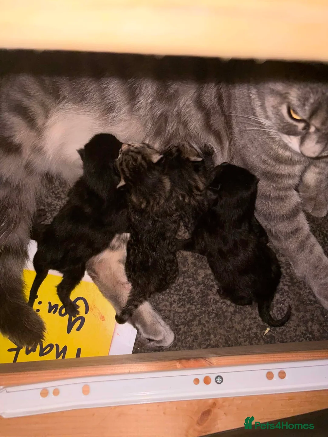 British Shorthair cats for sale:  British shorthair mix kittens  - Advert 2