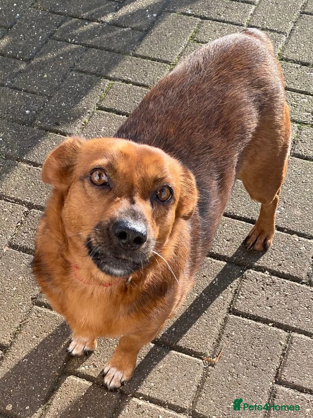 Mixed Breed dogs for adoption: Dora the explorer needs a forever home - Advert 1