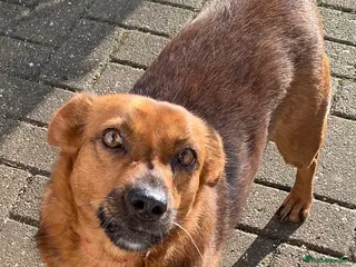 Mixed Breed dogs Dora the explorer needs a forever home - Advert 1
