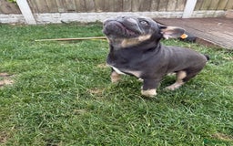 French Bulldog dogs for sale: French Bulldog male looking for his forever home  - Image 4