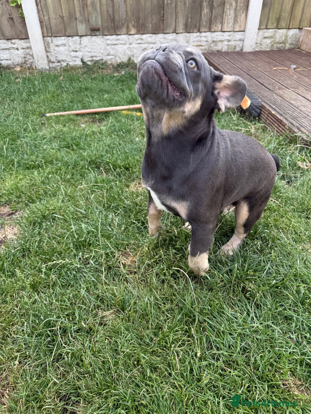 French Bulldog dogs for sale: French Bulldog male looking for his forever home  - Image 4