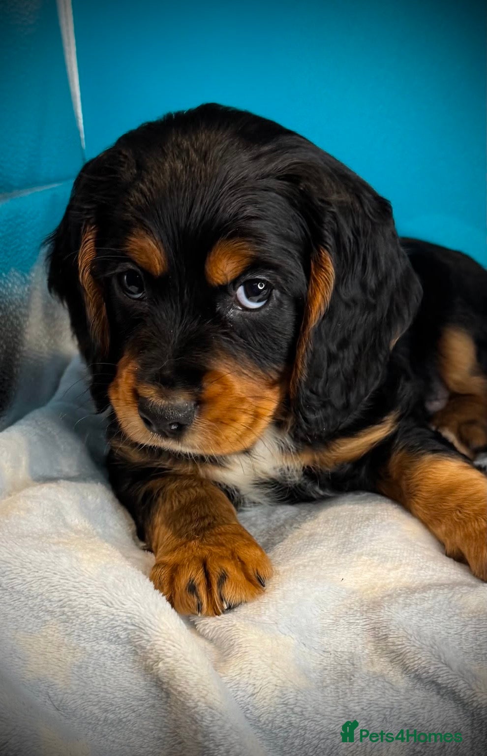Cocker Spaniel dogs Fully vaccinated KC Cocker Spaniel puppies - Advert 11