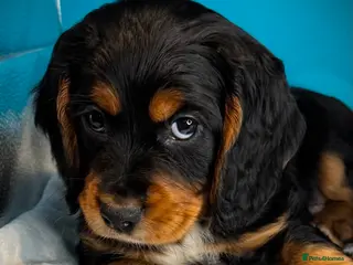 Cocker Spaniel dogs Fully vaccinated KC Cocker Spaniel puppies - Advert 11