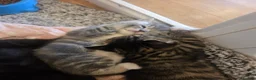 Mixed Breed cats for sale: Adorable Persian cross Tabby kittens  - Advert 8