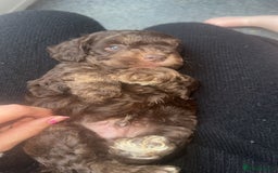 Cockapoo dogs for sale: 5 beautiful cockapoos! ONLY 2 LEFT  - Image 16