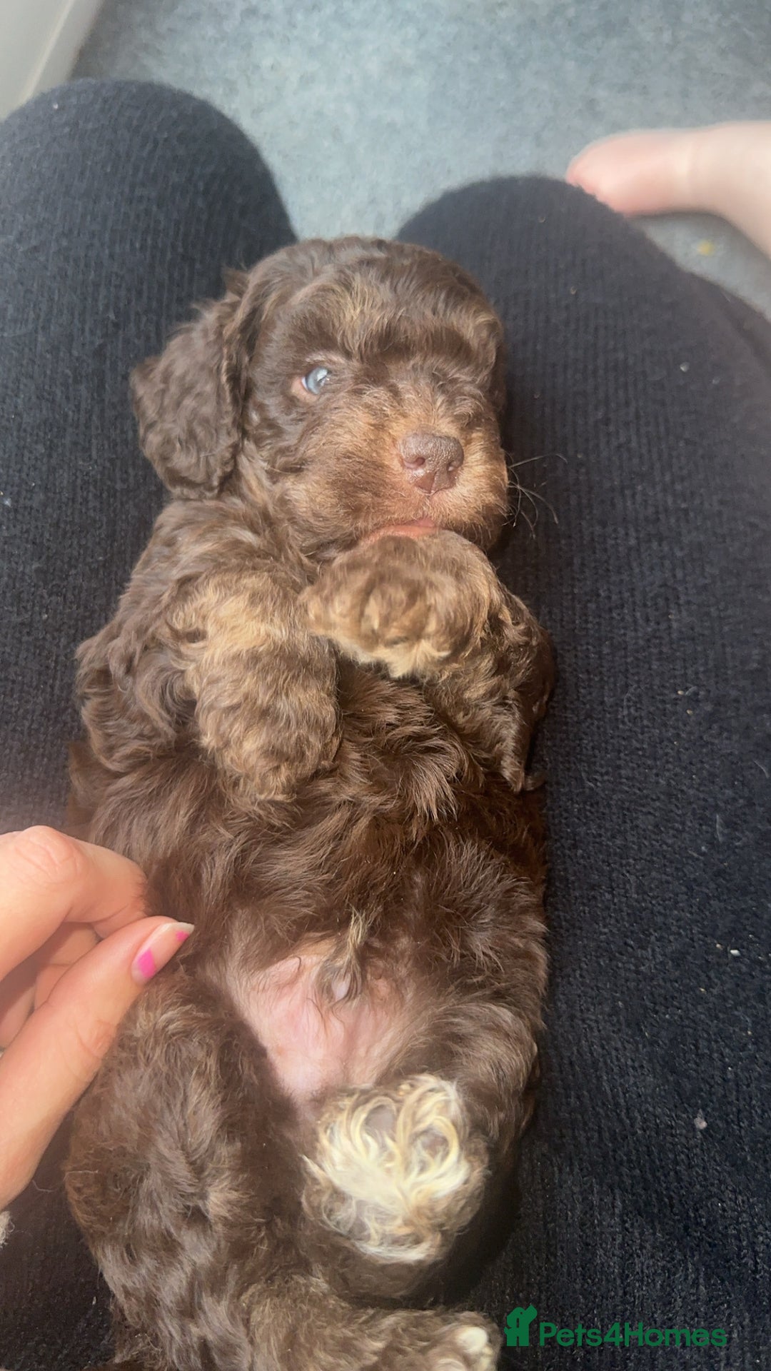 Cockapoo dogs for sale: 5 beautiful cockapoos! ONLY 2 LEFT  - Image 16