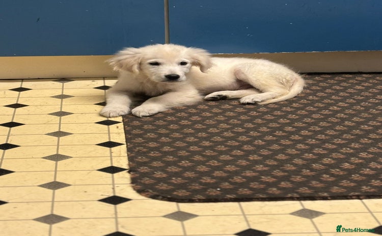 Golden Retriever dogs Beautiful golden retriever boy puppy  - Advert 9