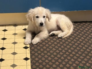 Golden Retriever dogs Beautiful golden retriever boy puppy - Advert 11