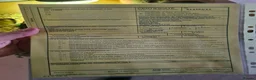 Tortoise reptiles for sale: 2 Hermanns Tortoises  in Leicester - Advert 7