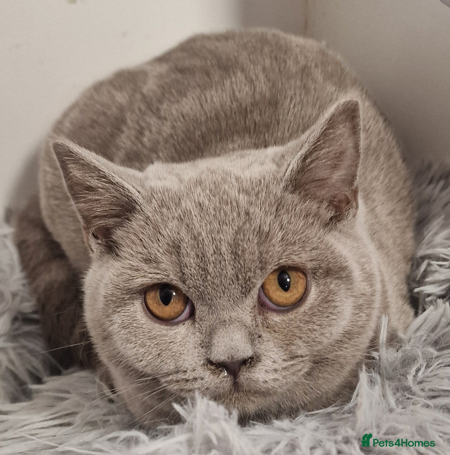 British Shorthair cats British shorthaired Gccf lilac girl for sale - Advert 1