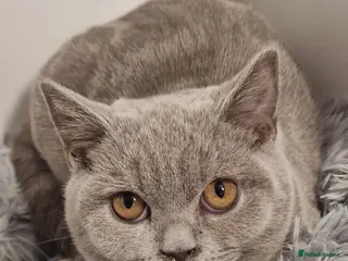 British Shorthair cats British shorthaired Gccf lilac girl for sale - Advert 1