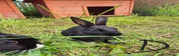 Dutch rabbits for sale: Awsome Dutch kits  - Advert 6