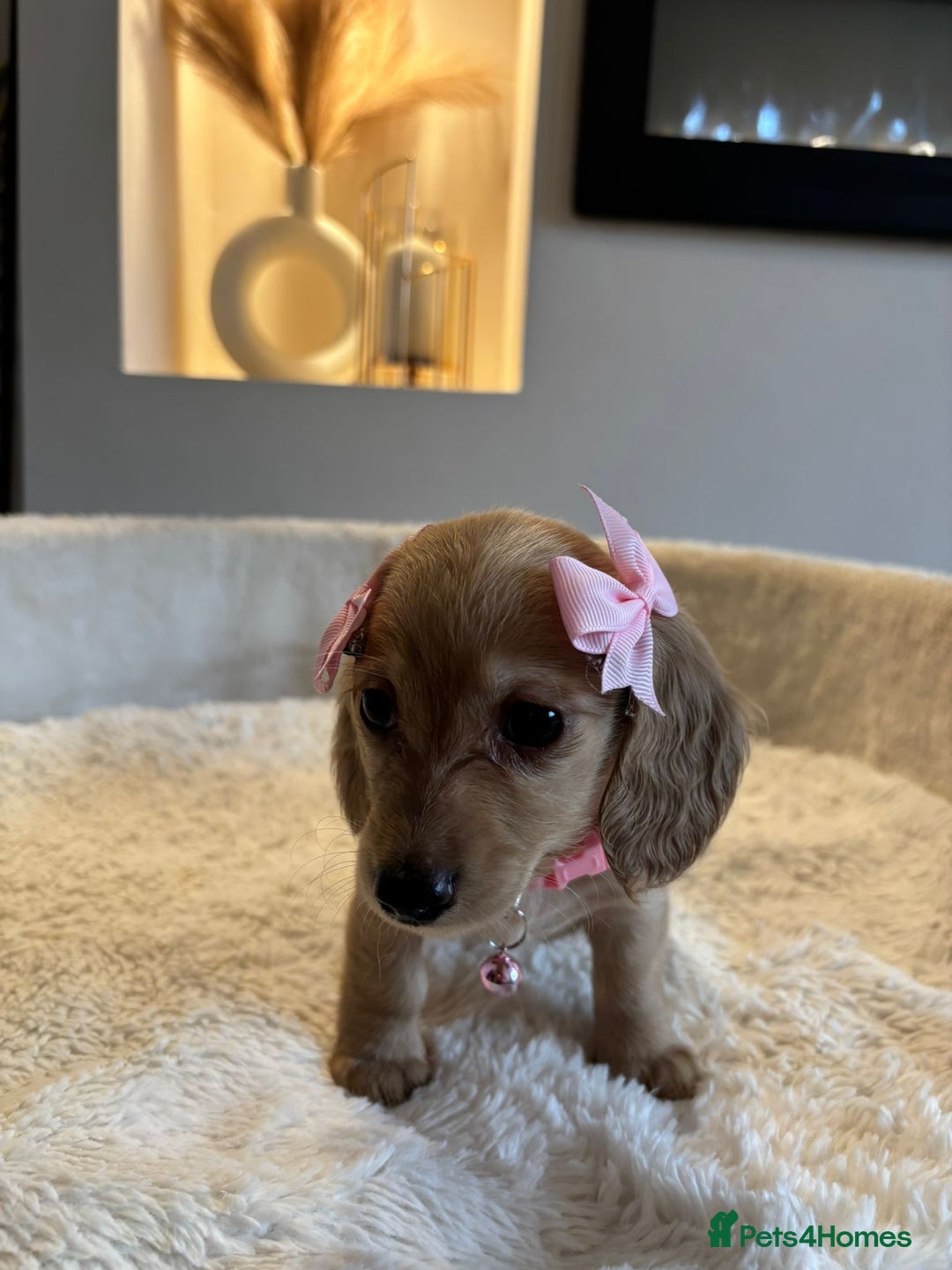 Miniature Dachshund dogs for sale: Long hair cream mini dachshund puppies 30th july in Liverpool - Image 29
