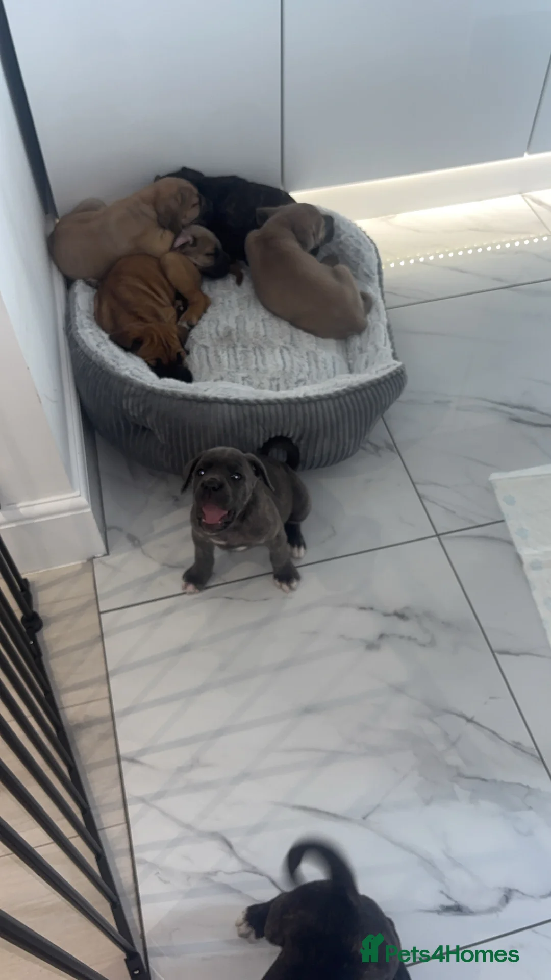 Cane Corso dogs for sale: Cane Corso Puppies 🐶  - Advert 2