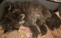 British Shorthair cats for sale: ✨ GCCF Registered British Shorthair Kittens ✨ - Image 7