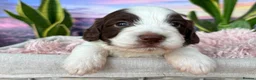 Sproodle dogs for sale: ✨RARE TRICOLOUR TUXEDO MERLE SPROODLES🐾❤️✨ TESTED - Advert 16